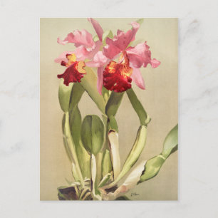 Vintage botaniska illustrationer vykort