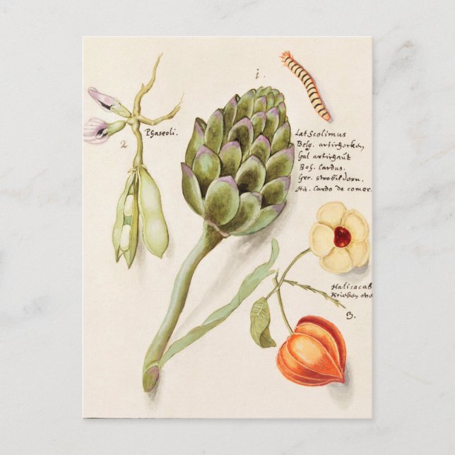 Vintage botaniska illustrationer vykort (Framsida)