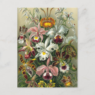 Vintage botaniska illustrationer vykort