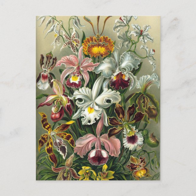 Vintage botaniska illustrationer vykort (Framsida)
