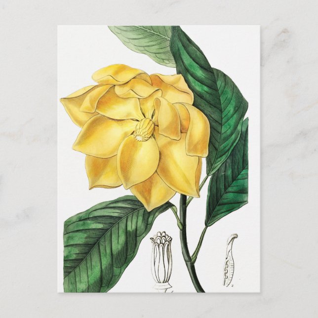 Vintage botaniska illustrationer vykort (Framsida)
