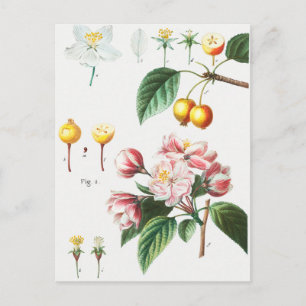 Vintage botaniska illustrationer vykort