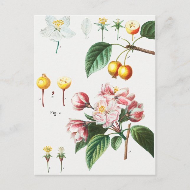 Vintage botaniska illustrationer vykort (Framsida)