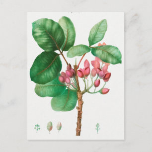 Vintage botaniska illustrationer vykort