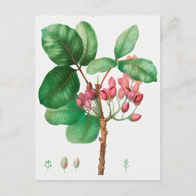 Vintage botaniska illustrationer vykort (Framsida)