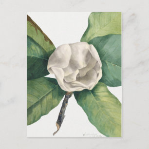 Vintage botaniska illustrationer vykort