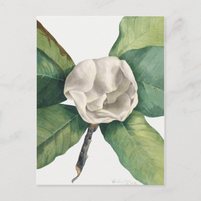 Vintage botaniska illustrationer vykort (Framsida)
