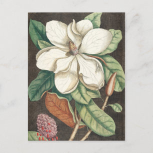 Vintage botaniska illustrationer vykort