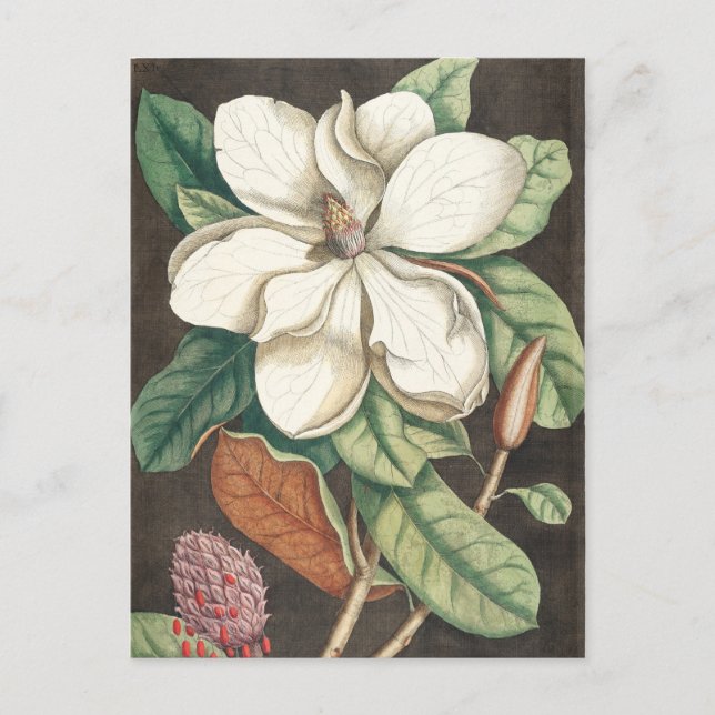 Vintage botaniska illustrationer vykort (Framsida)