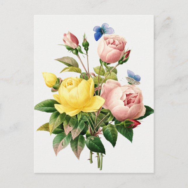 Vintage botaniska illustrationer vykort (Framsida)