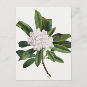 Vintage botaniska illustrationer vykort