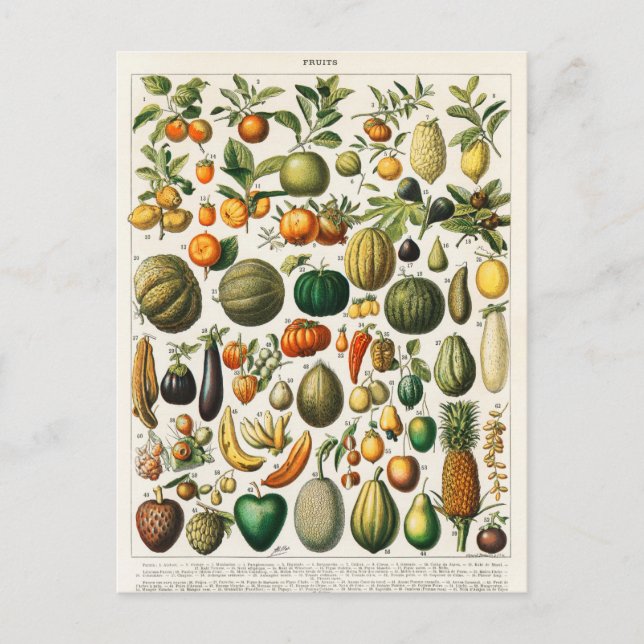 Vintage botaniska illustrationer vykort (Framsida)