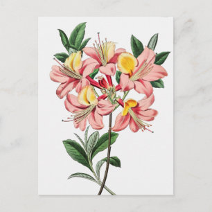 Vintage botaniska illustrationer vykort