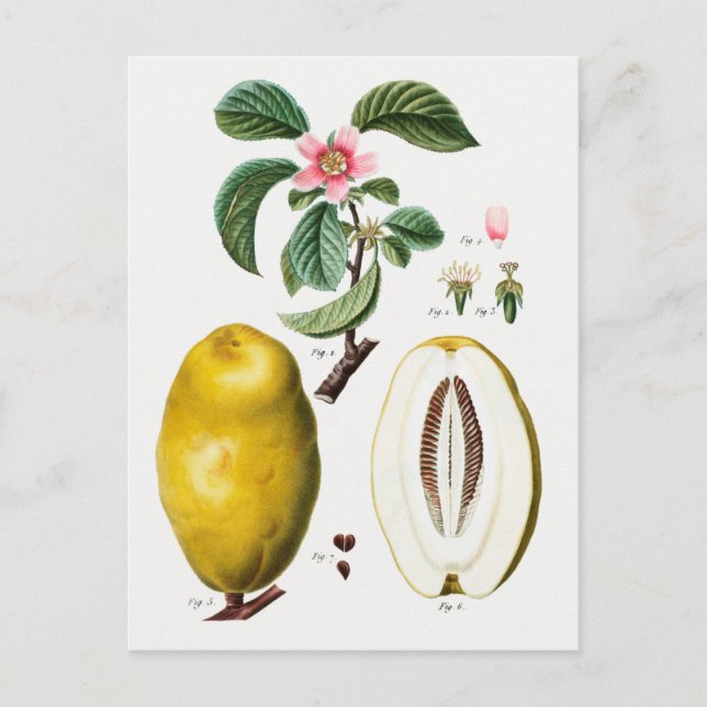 Vintage botaniska illustrationer vykort (Framsida)