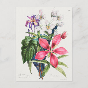Vintage botaniska illustrationer vykort