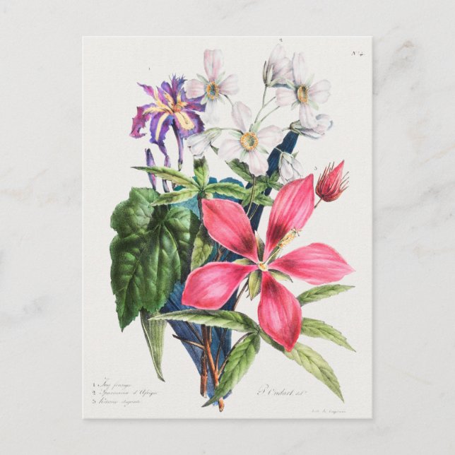 Vintage botaniska illustrationer vykort (Framsida)