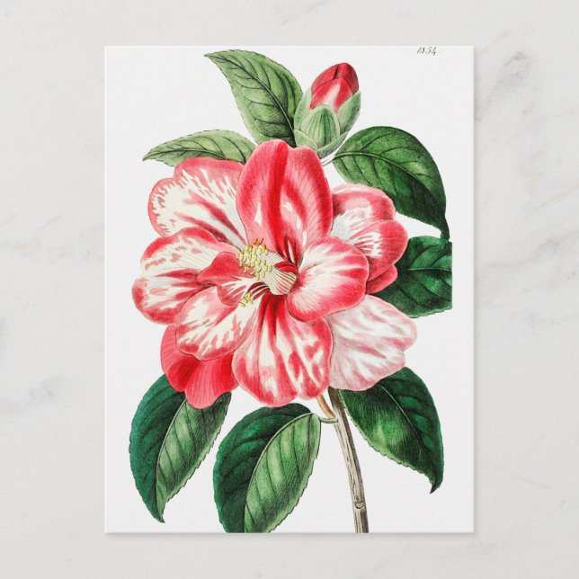 Vintage botaniska illustrationer vykort (Framsida)