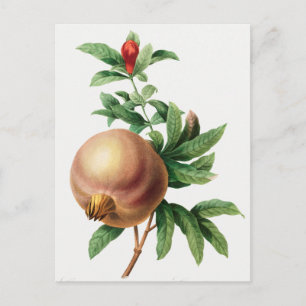 Vintage botaniska illustrationer vykort