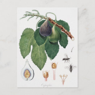Vintage botaniska illustrationer vykort
