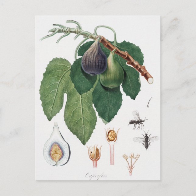 Vintage botaniska illustrationer vykort (Framsida)