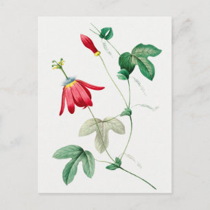 Vintage botaniska illustrationer vykort