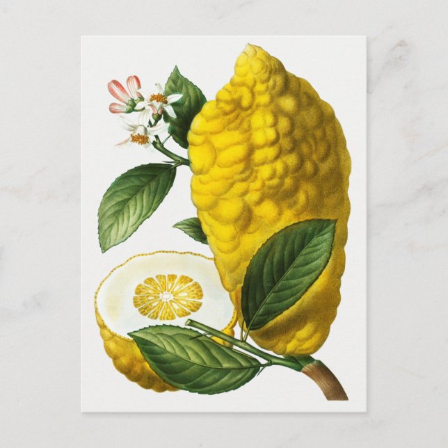 Vintage botaniska illustrationer vykort (Framsida)