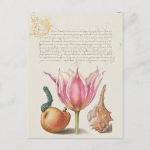 Vintage botaniska illustrationer vykort