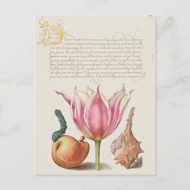 Vintage botaniska illustrationer vykort (Framsida)