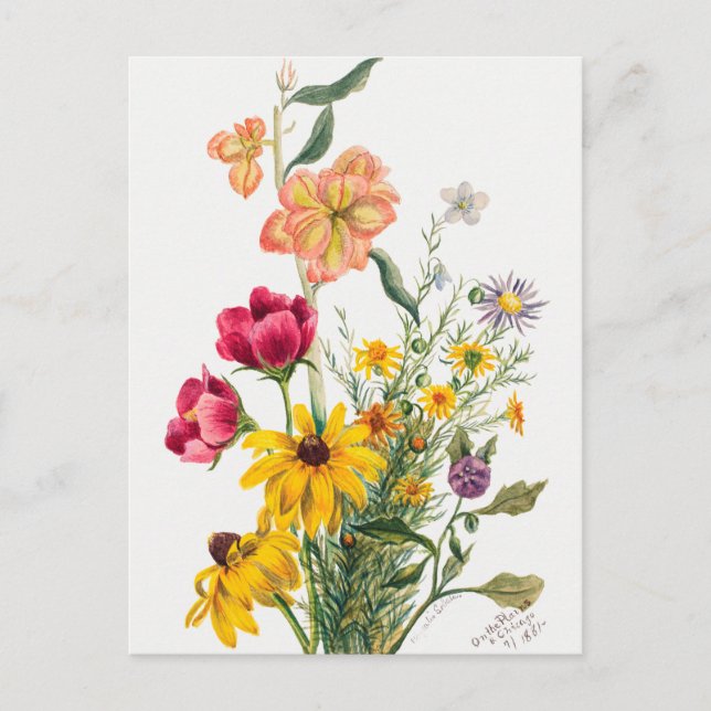 Vintage botaniska illustrationer vykort (Framsida)