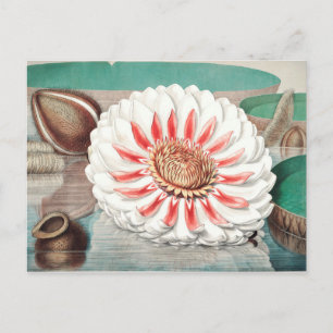 Vintage botaniska illustrationer vykort