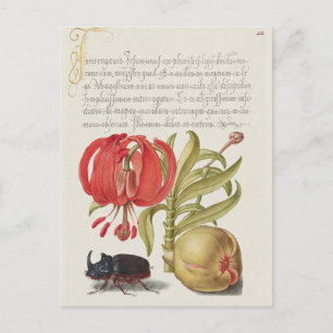 Vintage botaniska illustrationer vykort