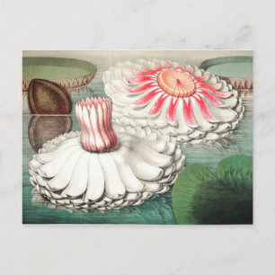 Vintage botaniska illustrationer vykort