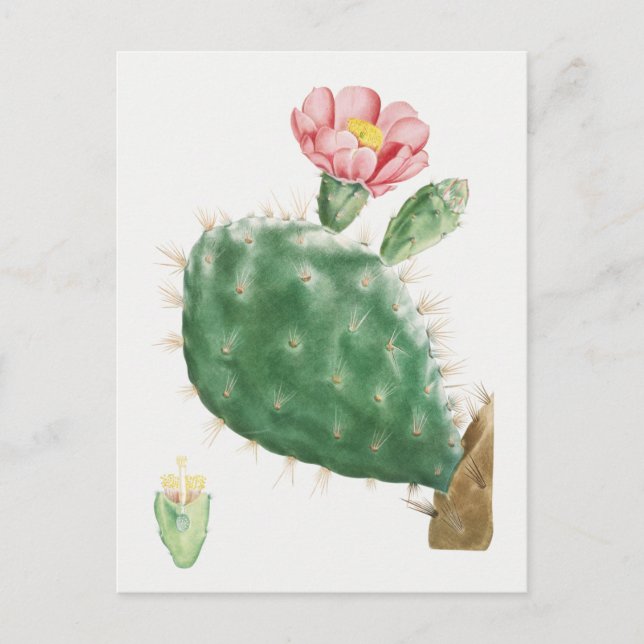 Vintage botaniska illustrationer vykort (Framsida)