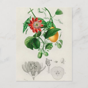 Vintage botaniska illustrationer vykort