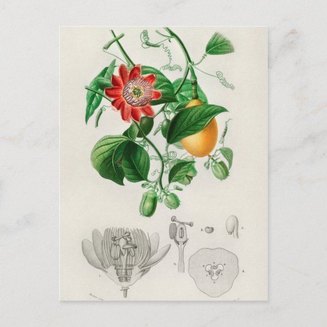 Vintage botaniska illustrationer vykort (Framsida)
