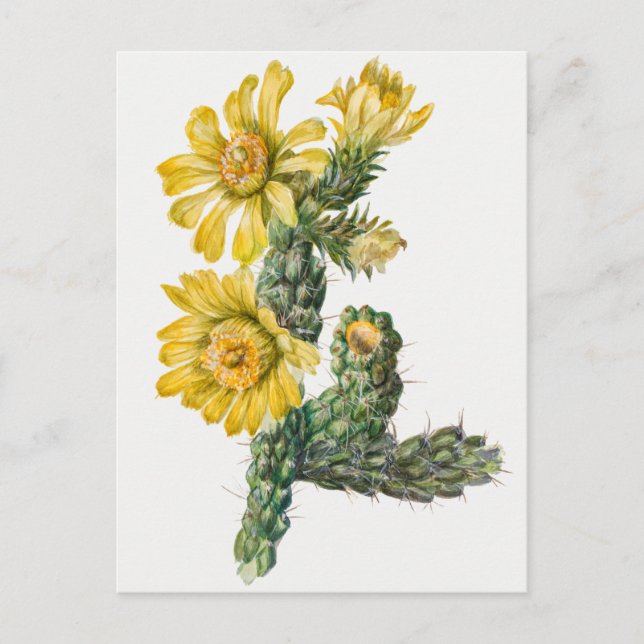 Vintage botaniska illustrationer vykort (Framsida)