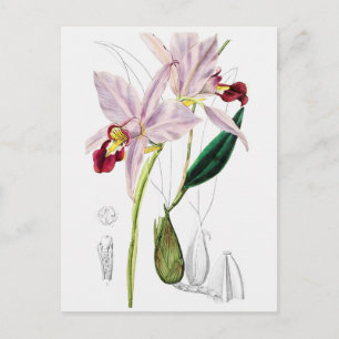 Vintage botaniska illustrationer vykort
