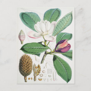 Vintage botaniska illustrationer vykort