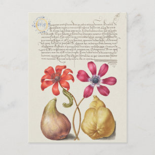 Vintage botaniska illustrationer vykort