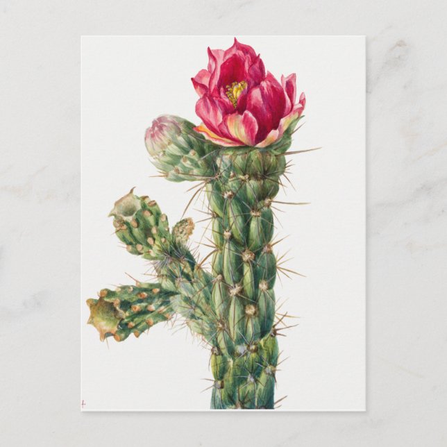 Vintage botaniska illustrationer vykort (Framsida)