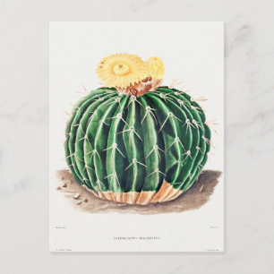 Vintage botaniska illustrationer vykort