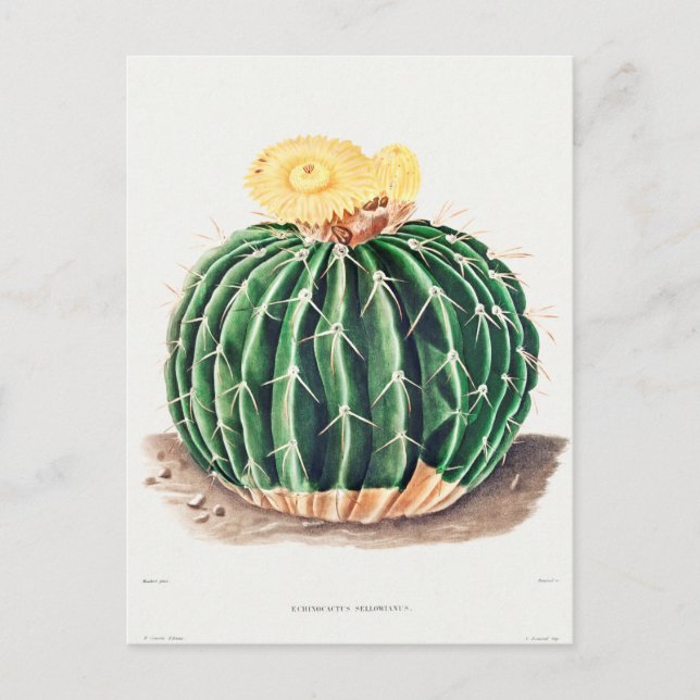 Vintage botaniska illustrationer vykort (Framsida)