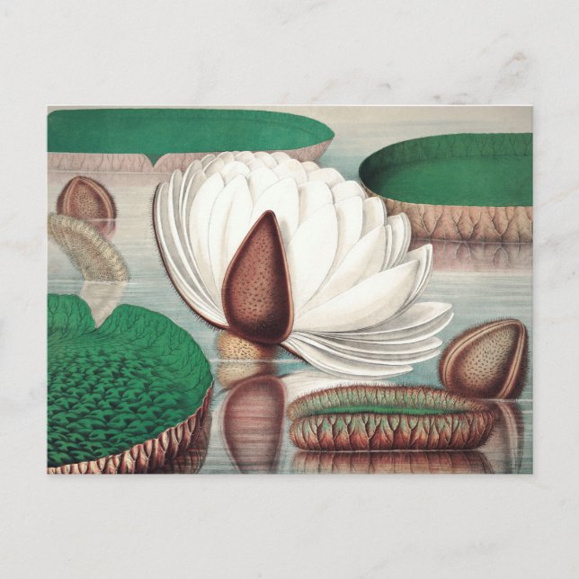 Vintage botaniska illustrationer vykort (Framsida)