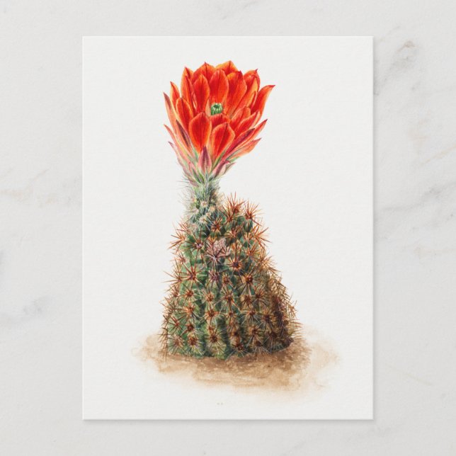 Vintage botaniska illustrationer vykort (Framsida)