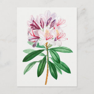 Vintage botaniska illustrationer vykort