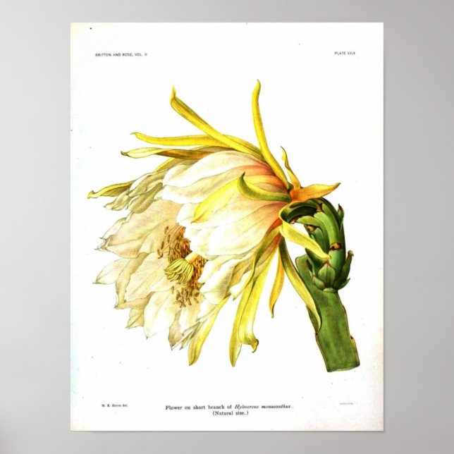 Vintage Botaniska kaktus Poster (Framsidan)