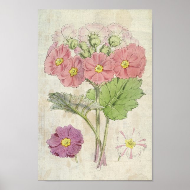 Vintage Botaniska karmin kinesiska Primrose Poster (Framsidan)