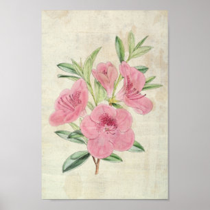 Vintage Botaniska kungens Azalea Poster