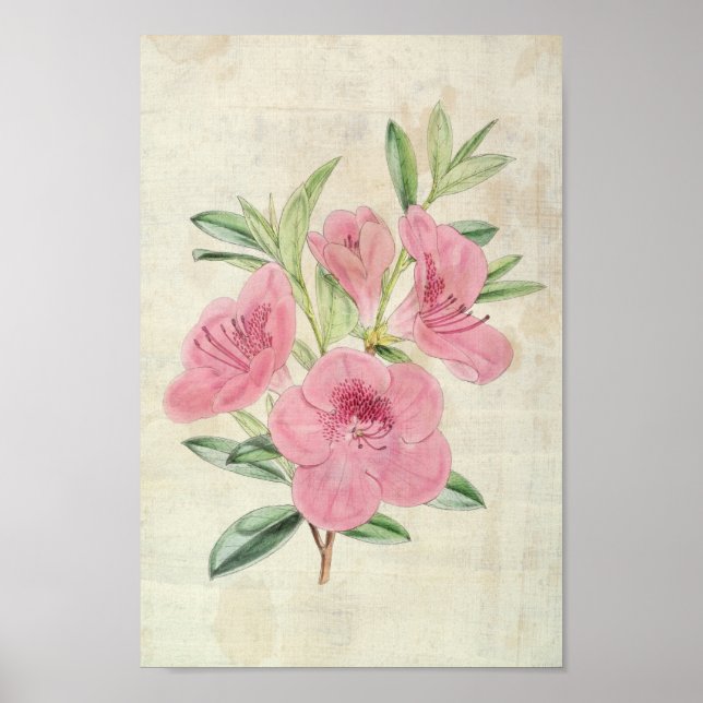 Vintage Botaniska kungens Azalea Poster (Framsidan)