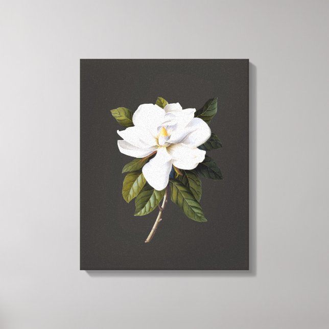 Vintage Botaniska Magnolia Grandiflora Canvastryck (Framsida)